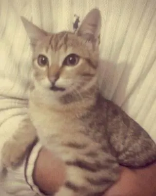 Gato ra a não tem idade 7 a 11 meses nome Alemão