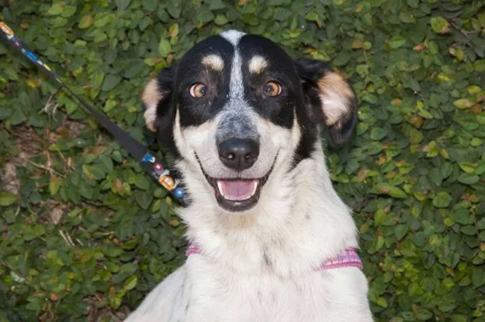 Cachorro ra a SRD idade 5 anos nome Mabel