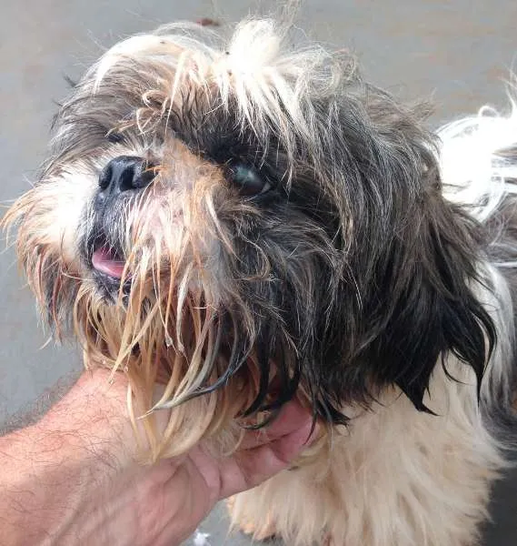 Cachorro ra a Shitzu idade  nome Arthur