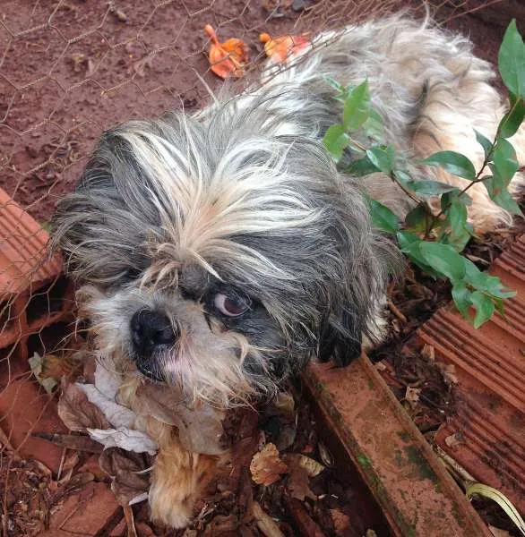 Cachorro ra a Shitzu idade  nome Arthur