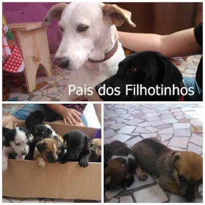 Cachorro raça  idade Abaixo de 2 meses nome ainda n