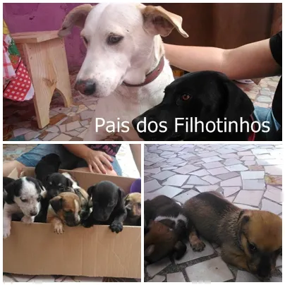 Cachorro ra a idade Abaixo de 2 meses nome ainda n