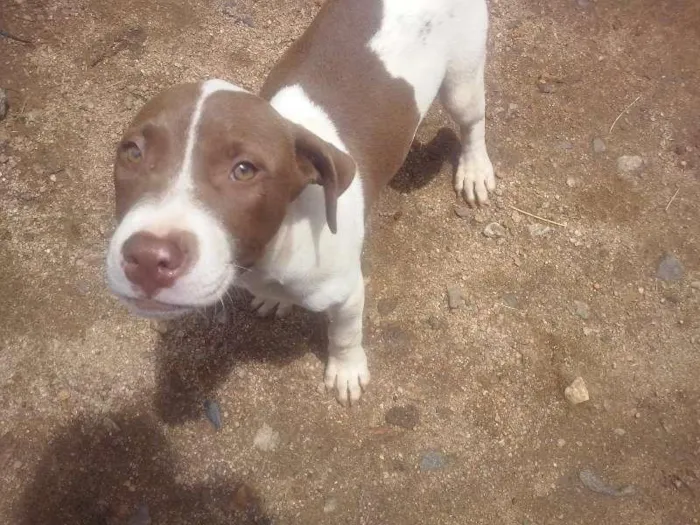 Cachorro raça Pit-Bull idade 2 a 6 meses nome Xuxa