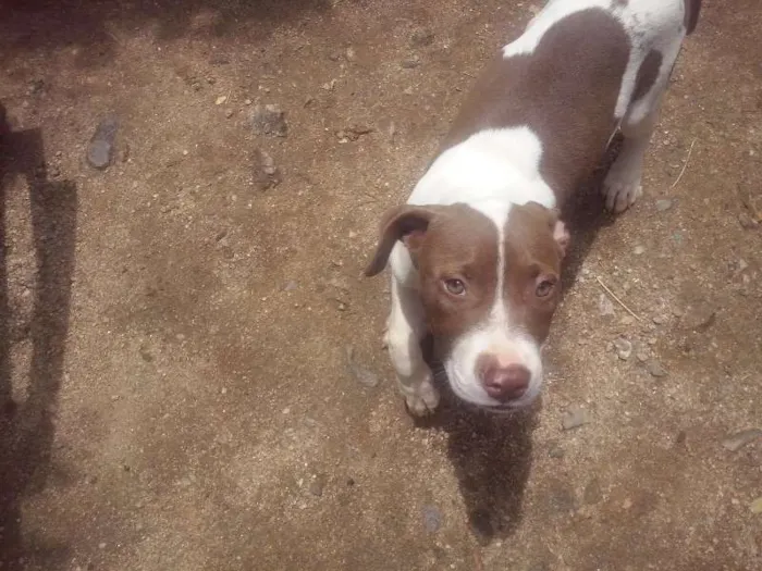 Cachorro raça Pit-Bull idade 2 a 6 meses nome Xuxa