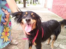Cachorro ra a SRD idade 3 anos nome Scooby