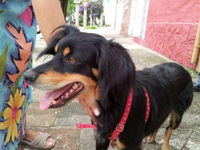 Cachorro ra a SRD idade 3 anos nome Scooby