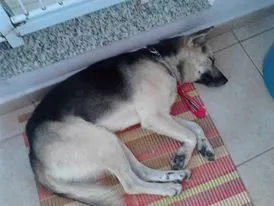 Cachorro ra a SRD idade 2 anos nome Pitt