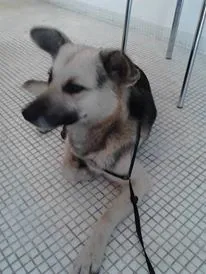 Cachorro ra a SRD idade 2 anos nome Pitt