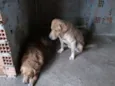 Brigida e Cabeção