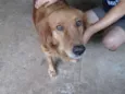 Brigida e Cabeção