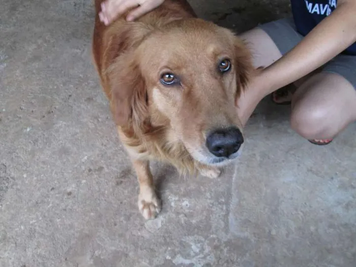 Cachorro ra a Labrador idade  nome Brigida e Cabeção
