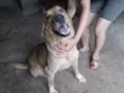 Brigida e Cabeção