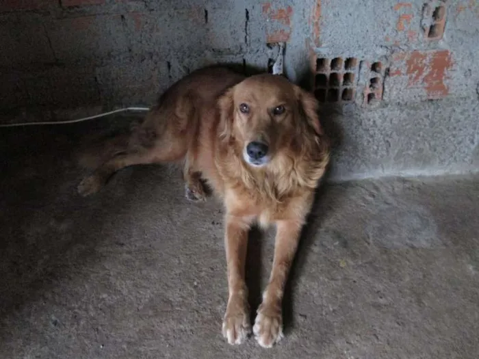 Cachorro ra a Labrador idade  nome Brigida e Cabeção