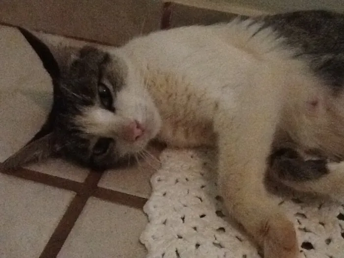 Gato ra a SRD idade 1 ano nome Sem nome