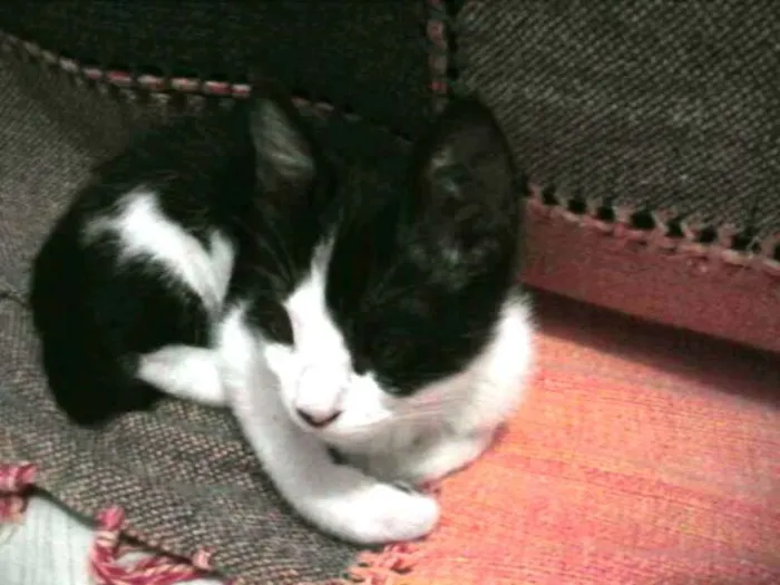 Gato ra a vira lata idade 2 a 6 meses nome a escolher