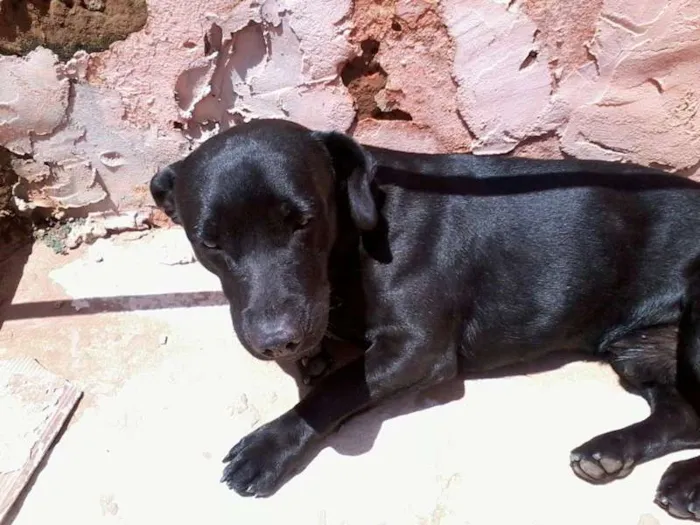 Cachorro ra a nao definida idade 2 anos nome nenem