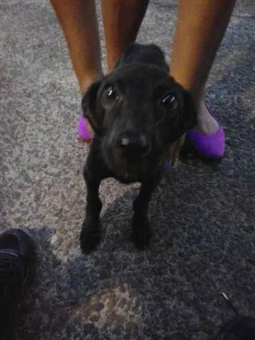 Cachorro ra a Vira lata idade 7 a 11 meses nome Magrela