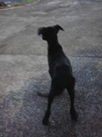 Cachorro ra a Vira lata idade 7 a 11 meses nome Magrela