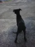 Magrela