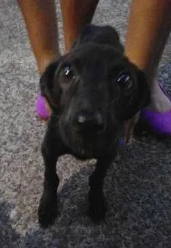 Cachorro ra a Vira lata idade 7 a 11 meses nome Magrela