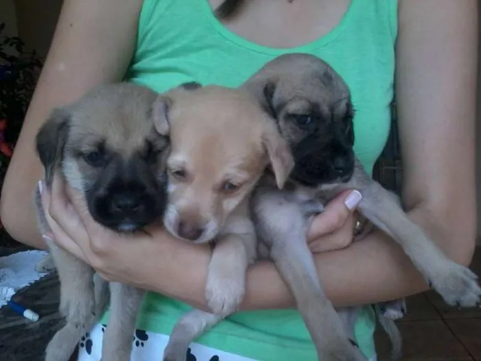 Cachorro ra a vira lata idade Abaixo de 2 meses nome não tem ainda