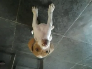 Cachorro raça Vira-Lata idade 2 a 6 meses nome Cinderela e Mel