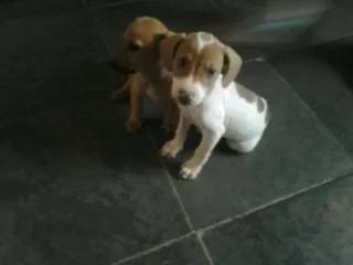 Cachorro raça Vira-Lata idade 2 a 6 meses nome Cinderela e Mel