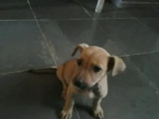 Cachorro raça Vira-Lata idade 2 a 6 meses nome Cinderela e Mel