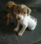 Cachorro raça Vira-Lata idade 2 a 6 meses nome Cinderela e Mel