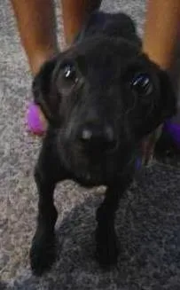 Cachorro ra a Vira lata idade 7 a 11 meses nome Magrela