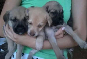 Cachorro raça vira lata idade Abaixo de 2 meses nome não tem ainda