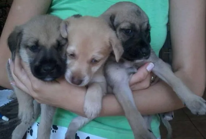 Cachorro ra a vira lata idade Abaixo de 2 meses nome não tem ainda