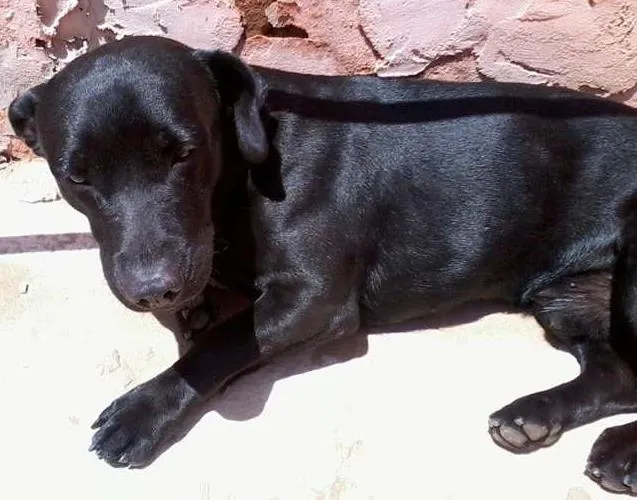 Cachorro ra a nao definida idade 2 anos nome nenem