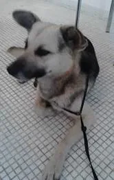 Cachorro raça SRD idade 2 anos nome Pitt