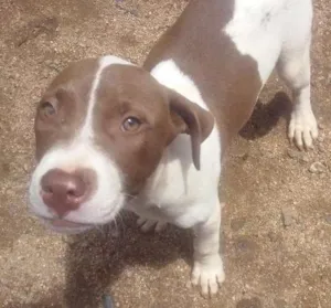 Cachorro raça Pit-Bull idade 2 a 6 meses nome Xuxa