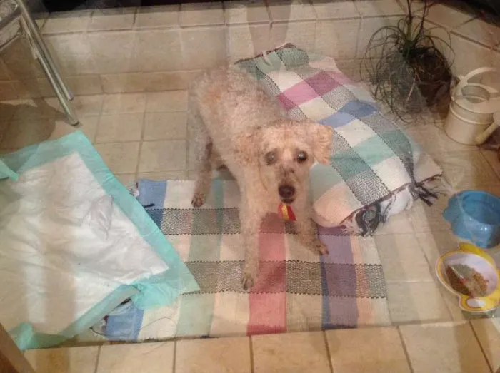 Cachorro raça Poodle idade 4 anos nome sem nome