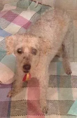 Cachorro raça Poodle idade 4 anos nome sem nome