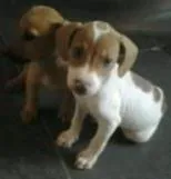 Cachorro raça Vira-Lata idade 2 a 6 meses nome Cinderela e Mel