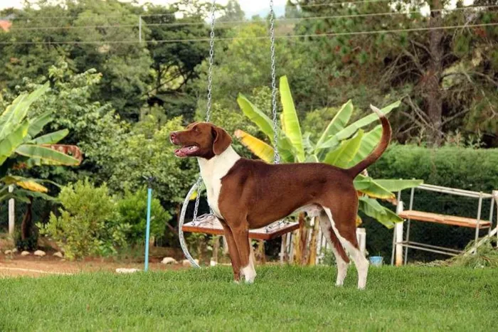 Cachorro raça pointer idade 5 anos nome Thor