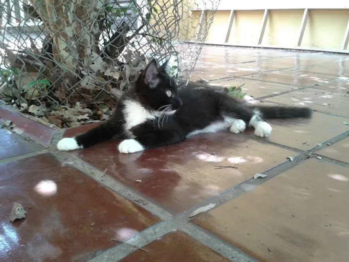 Gato ra a  idade 2 a 6 meses nome vários