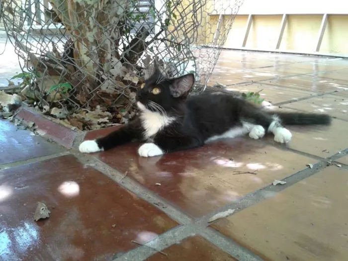 Gato ra a  idade 2 a 6 meses nome vários