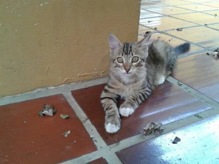 Gato ra a  idade 2 a 6 meses nome vários