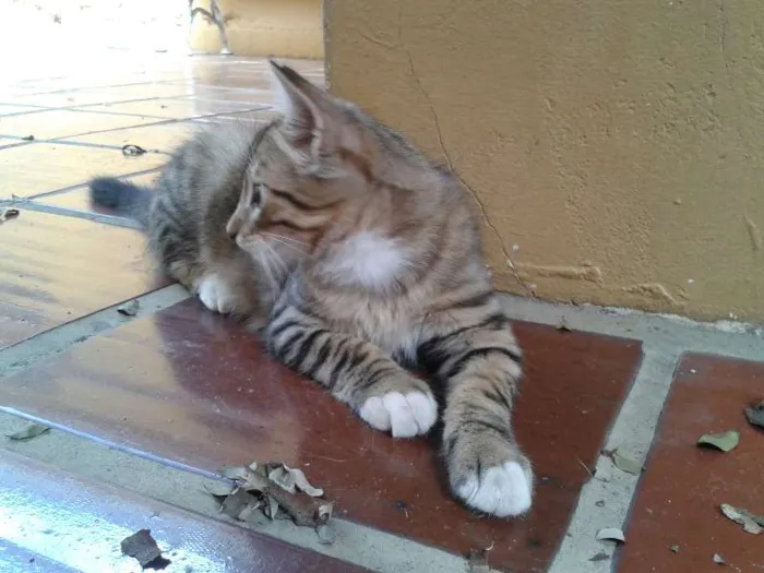 Gato ra a  idade 2 a 6 meses nome vários