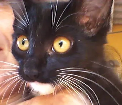 Gato ra a  idade 2 a 6 meses nome vários