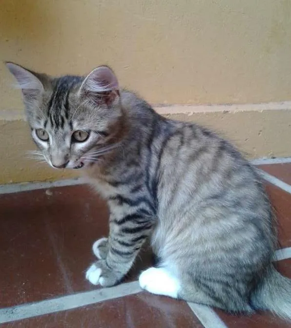 Gato ra a  idade 2 a 6 meses nome vários
