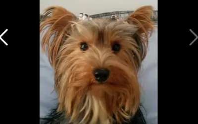 Cachorro ra a Yorkshire idade 2 anos nome angel GRATIFICA