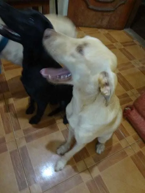 Cachorro ra a  idade 7 a 11 meses nome Léo e Bela