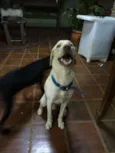 Léo e Bela
