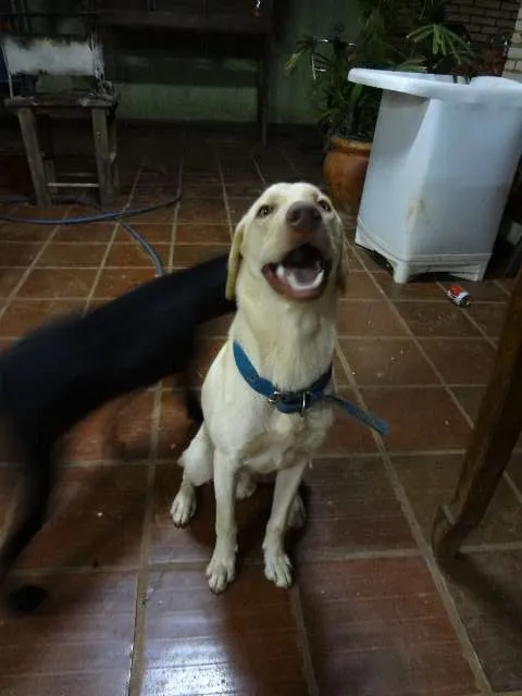 Cachorro ra a  idade 7 a 11 meses nome Léo e Bela
