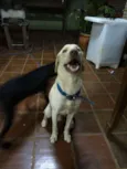 Léo e Bela